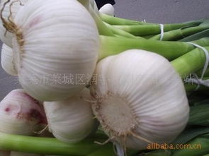 萊蕪市萊城區(qū)潤(rùn)宇農(nóng)副產(chǎn)品購(gòu)銷站 連接田間與餐桌的綠色橋梁